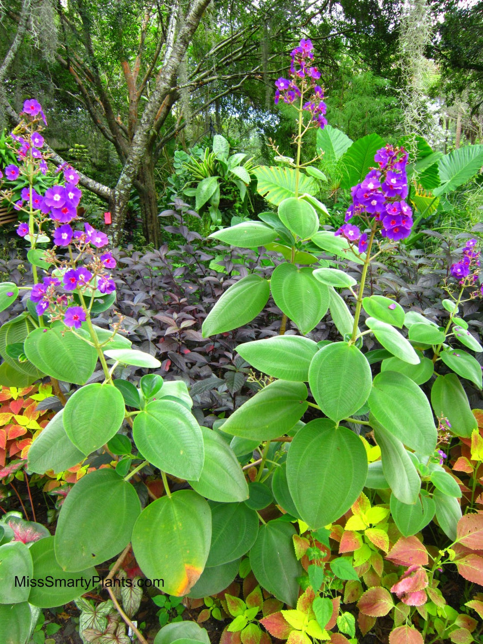 Tibouchina urvilleana - Princess Flower – Singing Tree Gardens Nursery