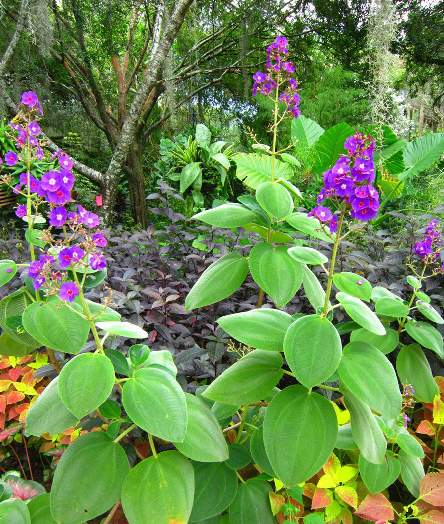 Tibouchina urvilleana - Princess Flower