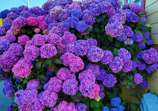 Hydrangea m. 'Ticino'