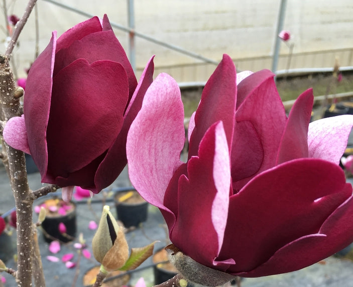 Magnolia 'Tinker Belle' – Singing Tree Gardens Nursery