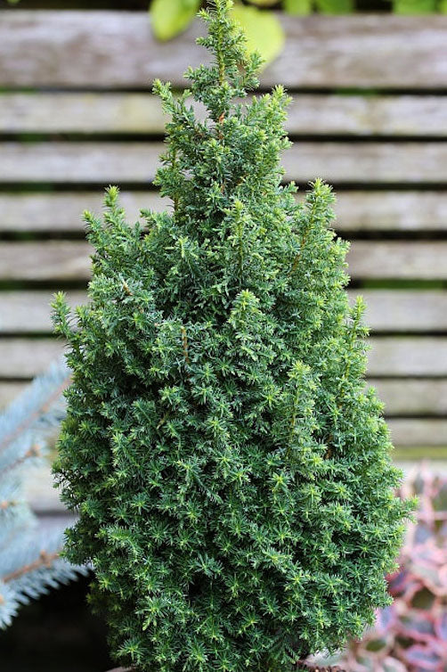 Chamaecyparis thyoides 'Top Point'