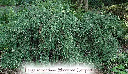 Tsuga mertensiana 'Sherwood Compact'