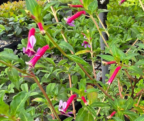 Cuphea ignea 'Twinkle Pink'