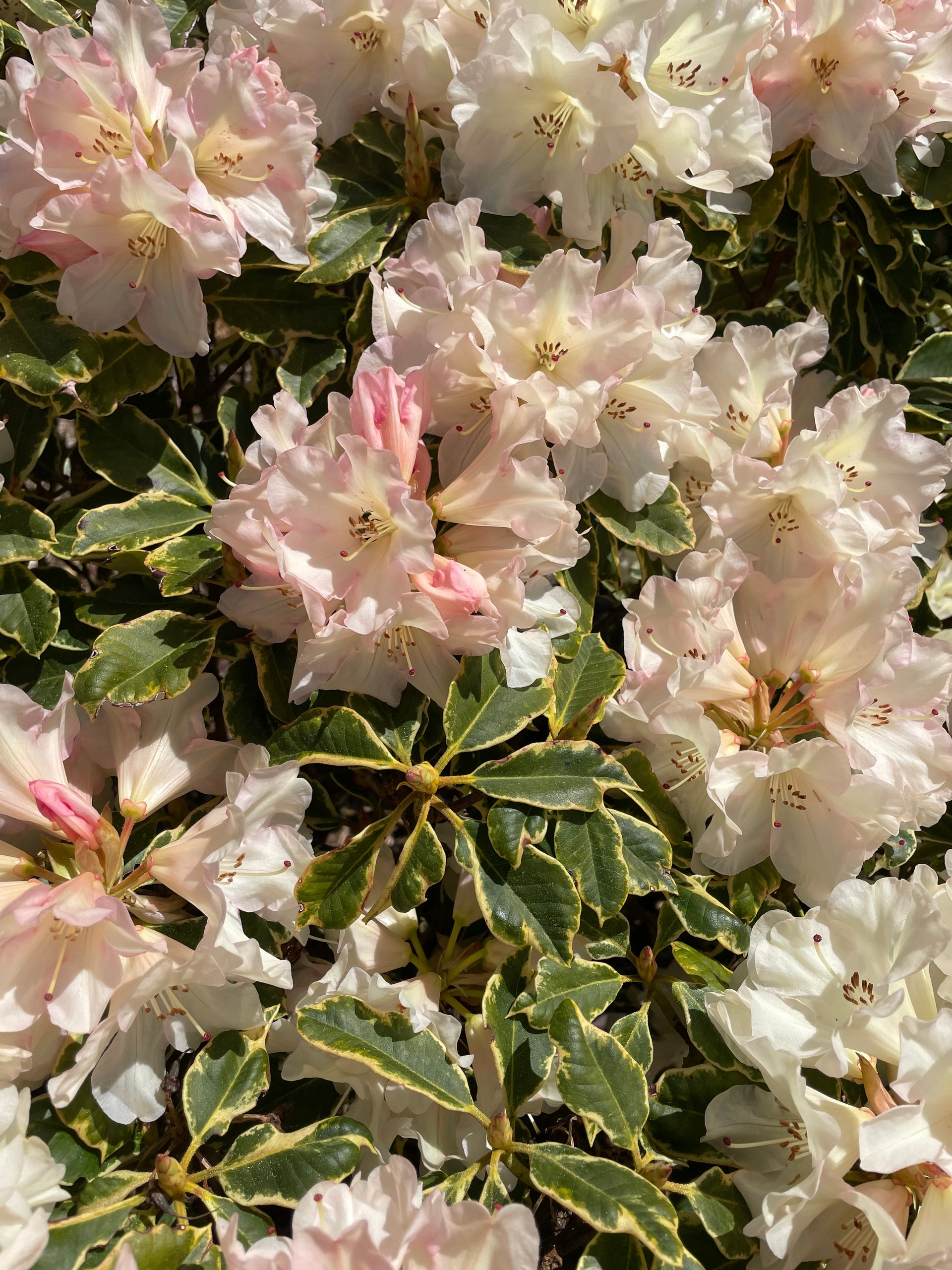 R. 'Unique' variegated form  Singing Tree Gardens Nursery