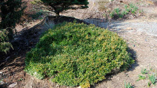 Buxus sempervirens 'Unraveled'