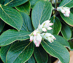 Himalayan Huckleberry - Vaccinium glaucoalbum