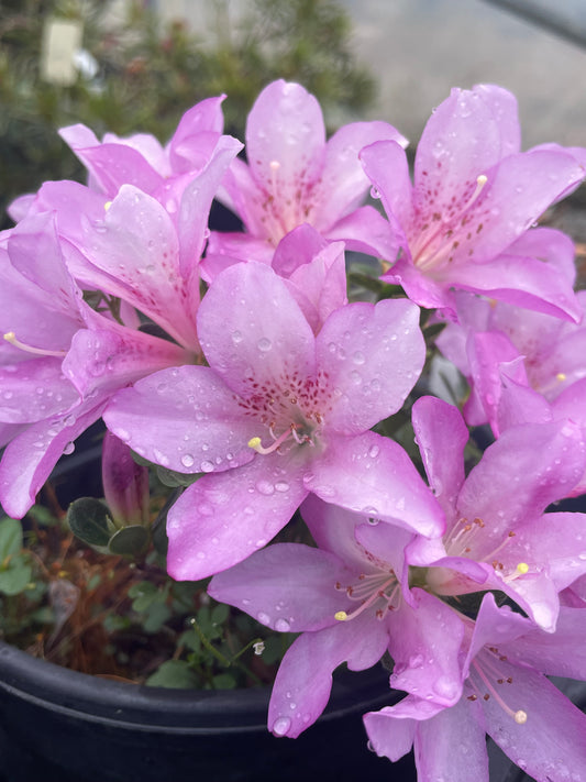 Az. 'Valo'