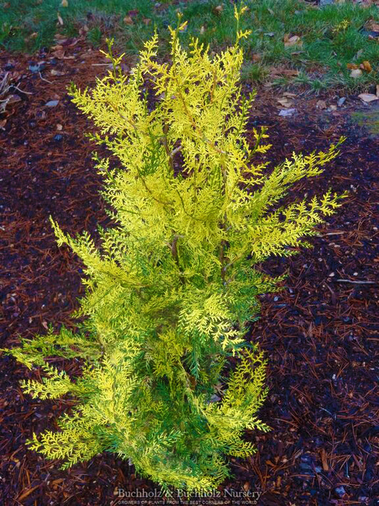 Thuja orientalis 'Van Hoey Smith'