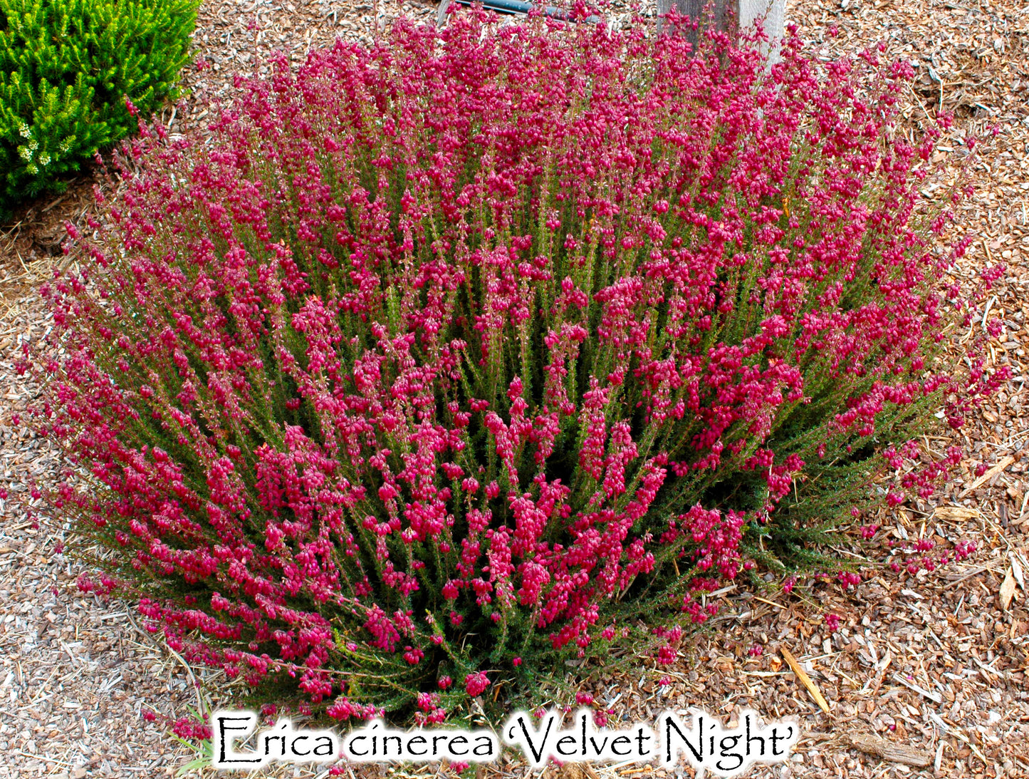 Erica cinerea 'Velvet Night'