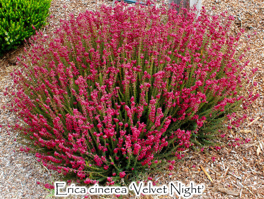 Erica cinerea 'Velvet Night'