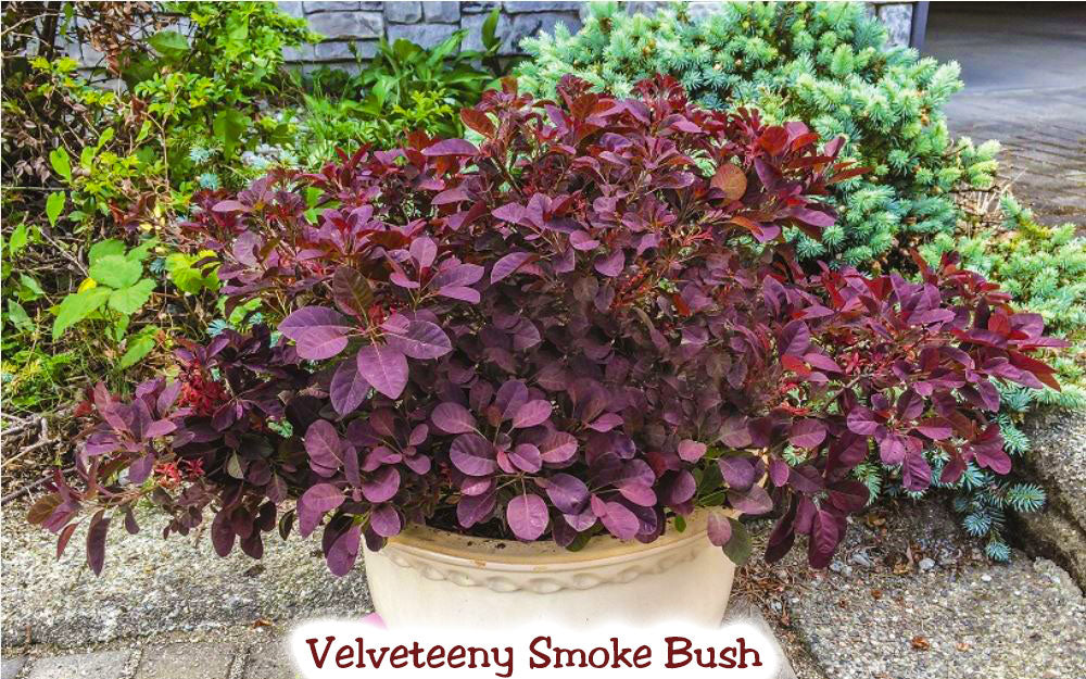 'Velveteeny' Smoke Bush
