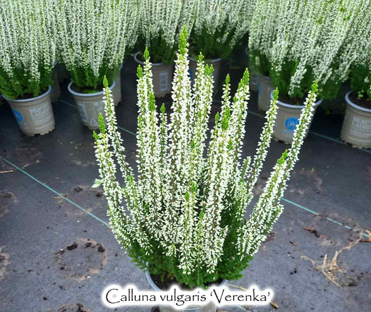 Calluna vulgaris 'Verenka'