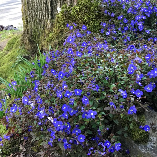 Veronica peduncularis - 'Georgia Blue'