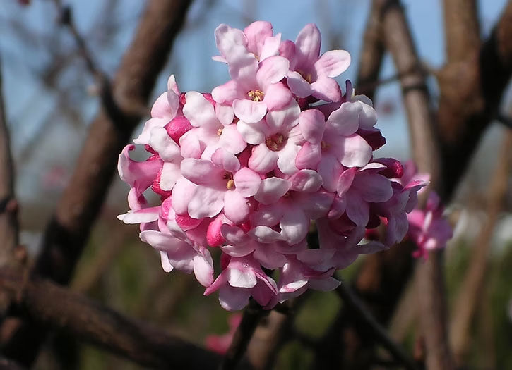 Viburnum x bodnantense 'Pink Dawn'