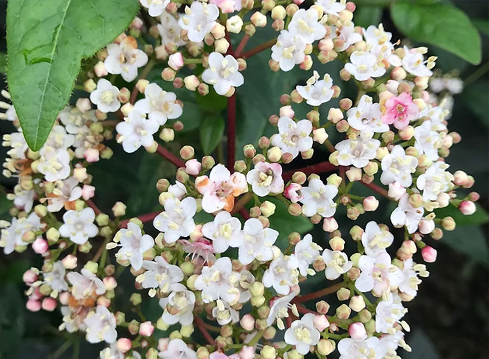 Viburnum tinus 'Spring Boquet'