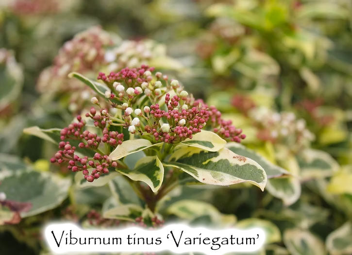 Viburnum tinus 'Variegatum'