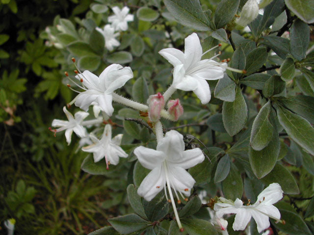 Viscosum
