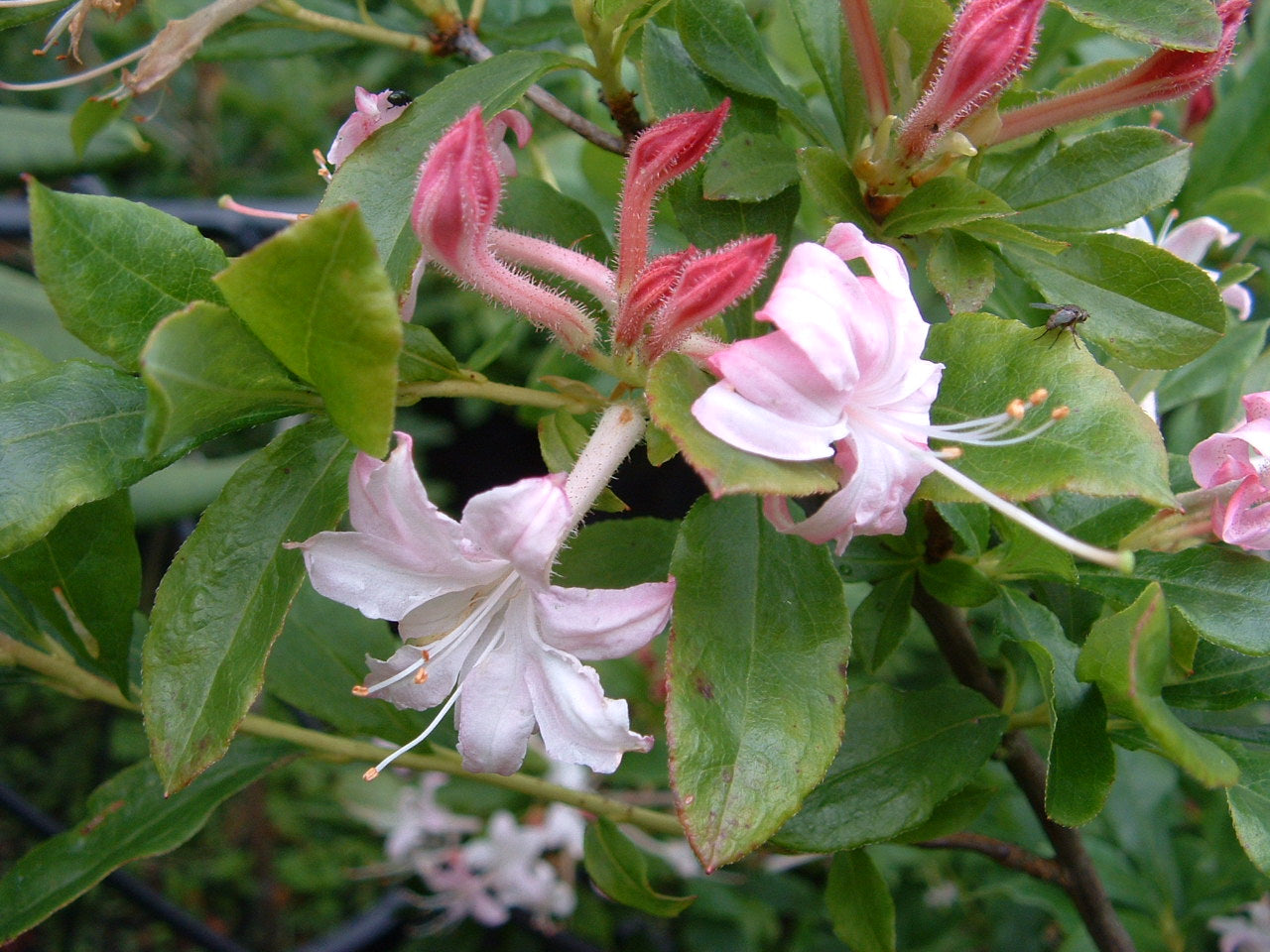 Viscosum