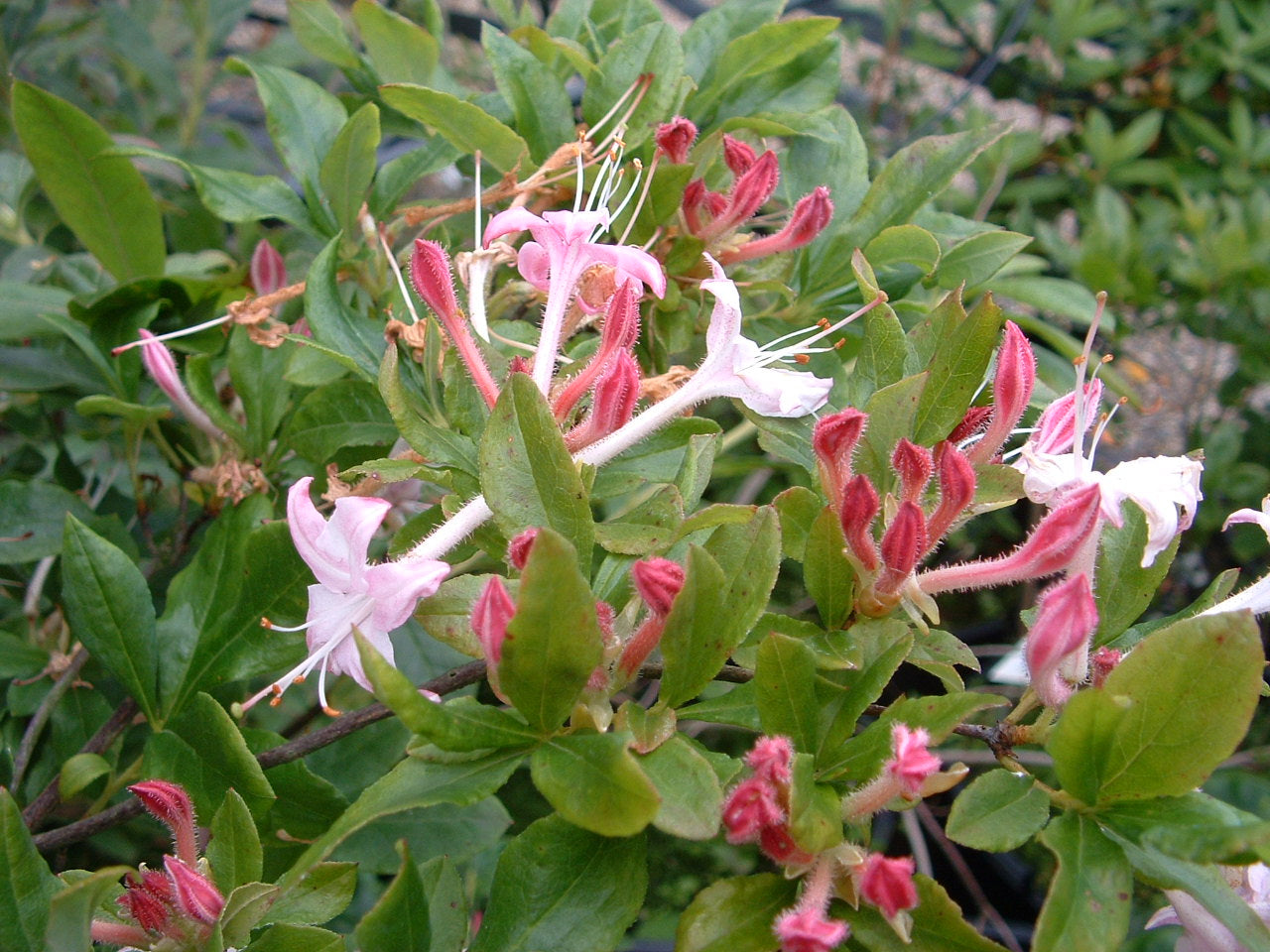 Viscosum