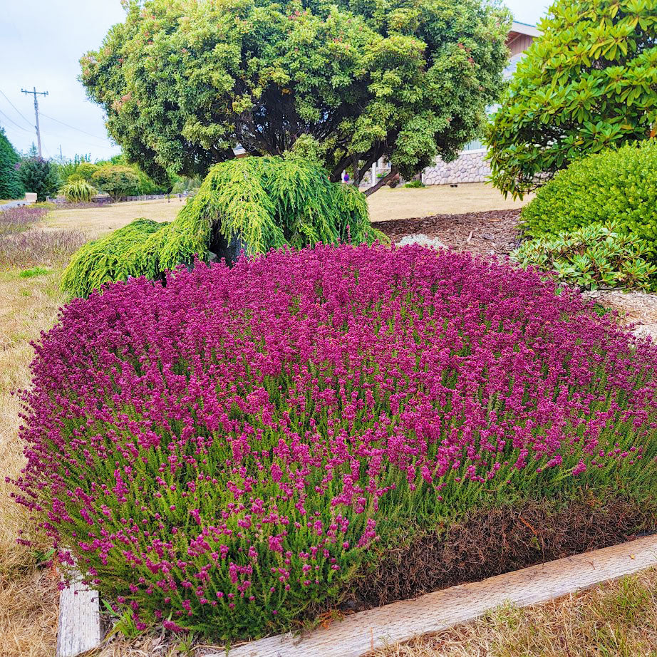 Erica carnea 'Wentwood Red'