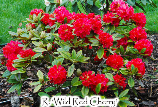 Wild Red Cherry
