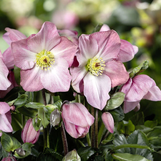 Helleborus 'Winter Ballet Katie'