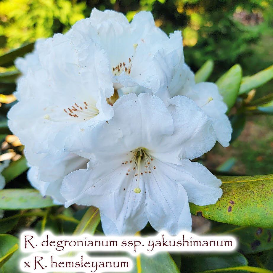 R. degronianum ssp. yakushimanum x R. hemsleyanum