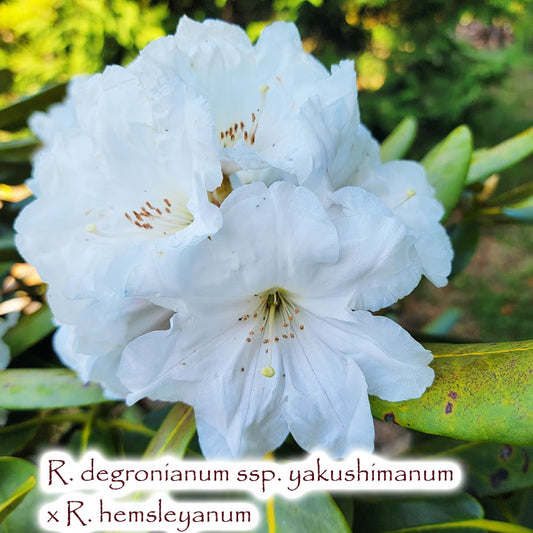 R. degronianum ssp. yakushimanum x R. hemsleyanum