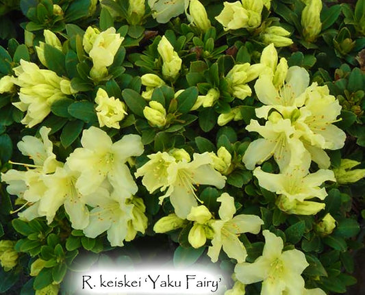 R. 'Yaku Fairy'