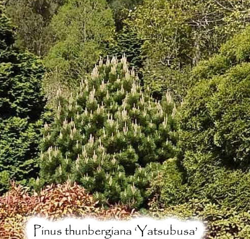 Pinus thunbergiana 'Yatsubusa'