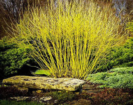 Flaviramea - Yellow Twig Dogwood