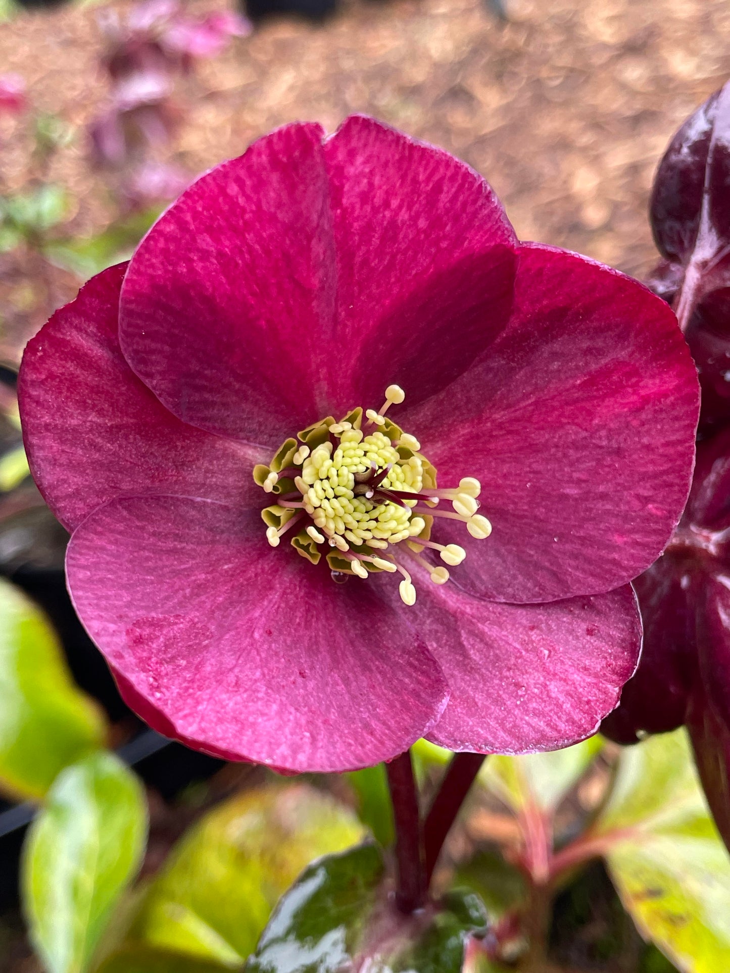 Helleborus 'Ice-n-Roses Brunello'