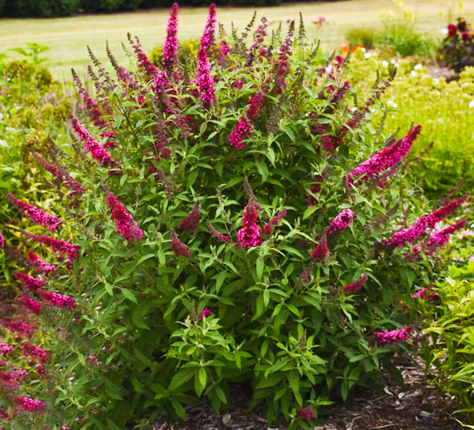 Buddleia davidii 'Prince Charming'