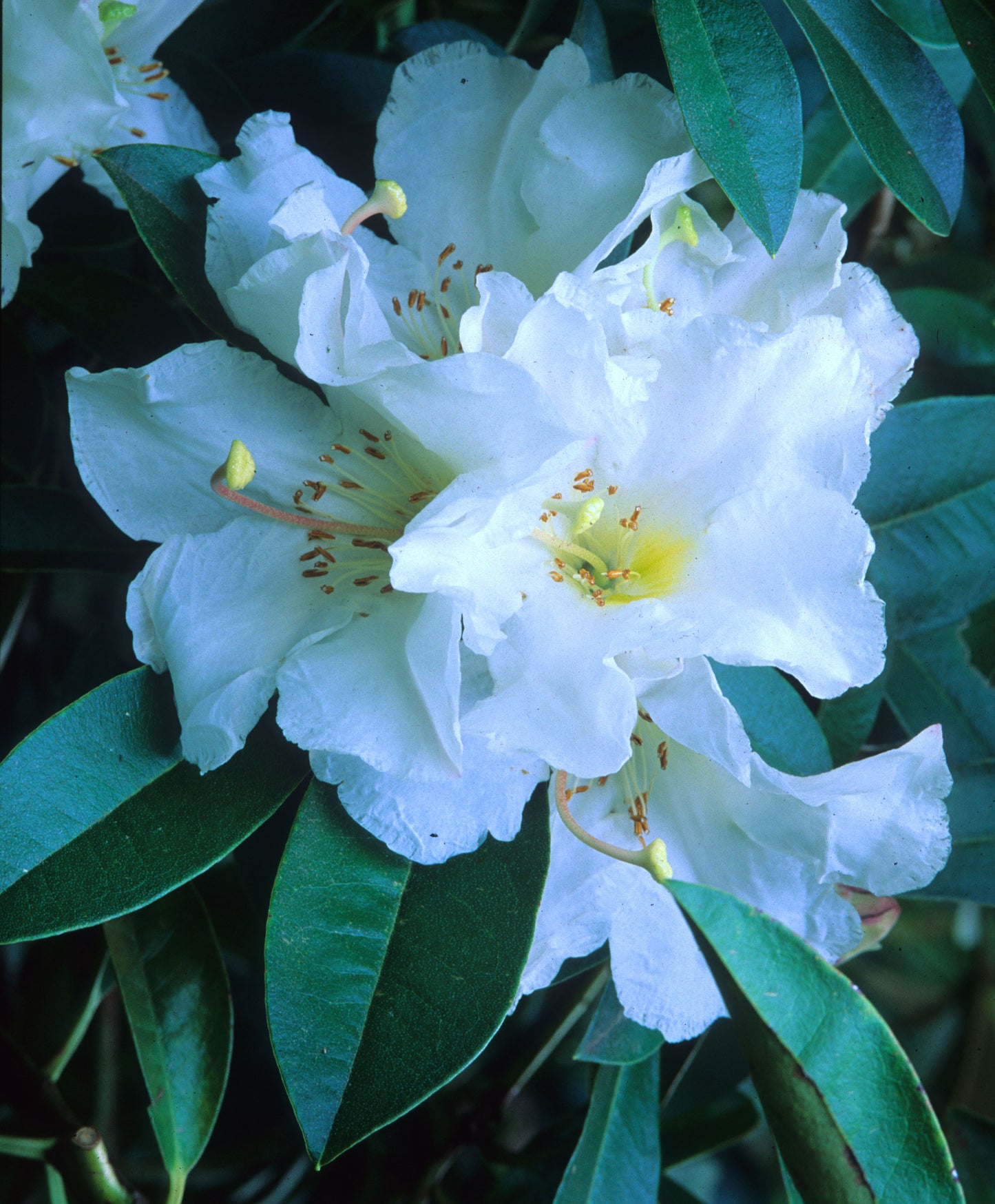 R. caliphyllum