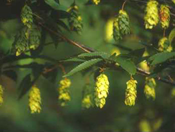 Japanese Hornbeam