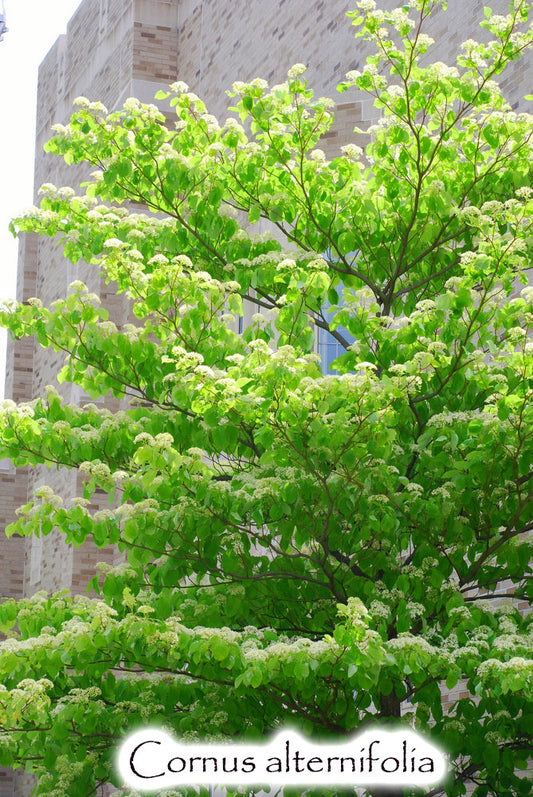 Cornus alternifolia - Pagoda Dogwood