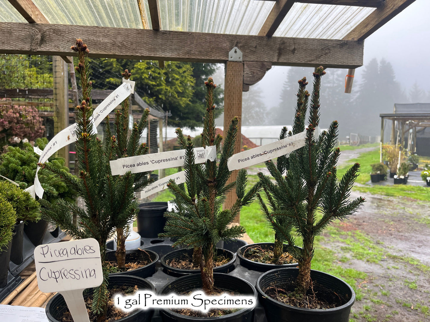 Picea abies 'Cupressina'