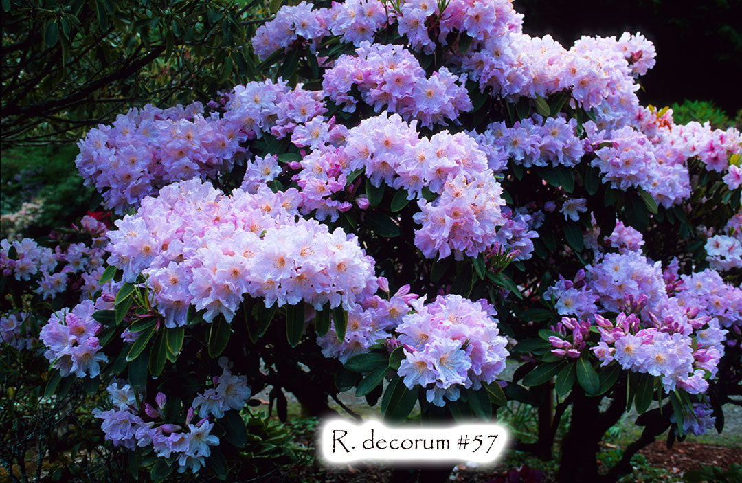 Till Rdecorum R. decorum #57 – Singing Tree Gardens Nursery