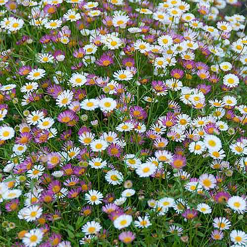 Erigeron karvinskianus - Mexican Daisy