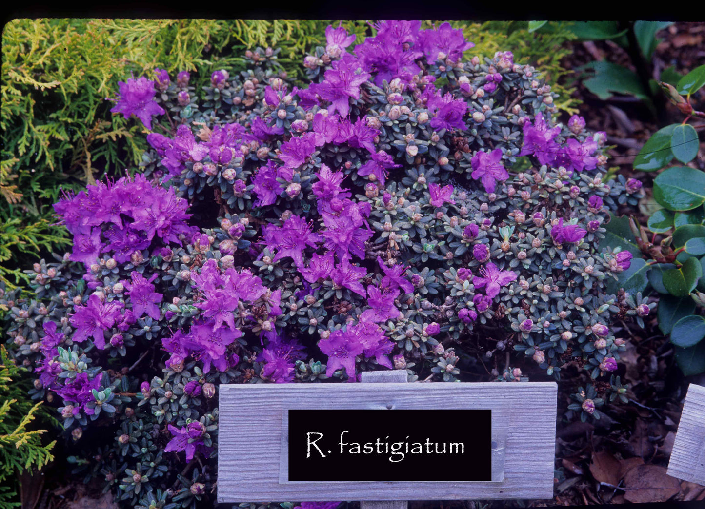 R. fastigiatum