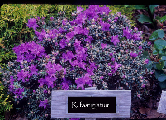 R. fastigiatum