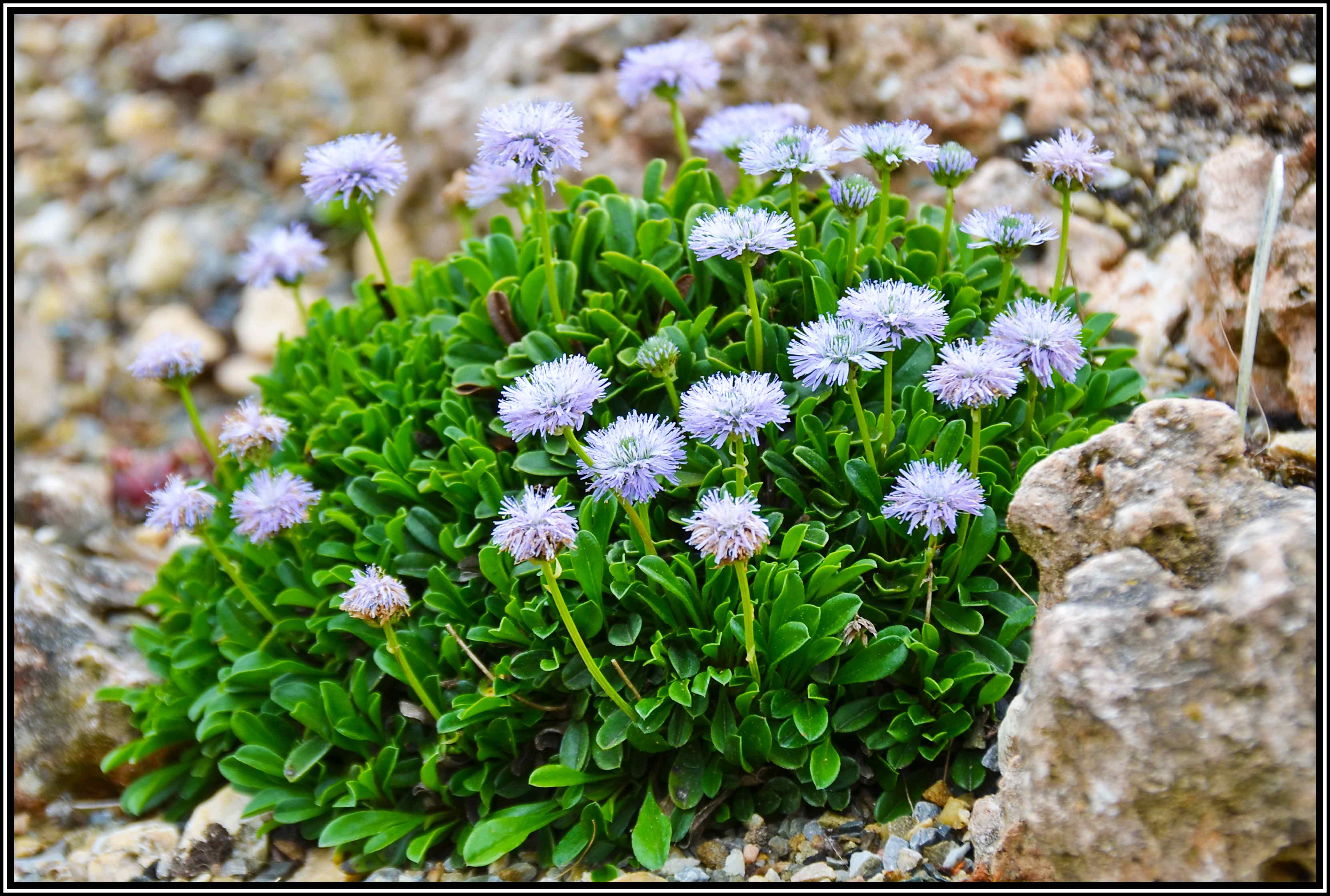 Globularia Cordifolia Heart leaved Globe Daisy Singing Tree Gardens globularia-cordifolia-heart-leaved-globe-daisy-singing-tree-gardens