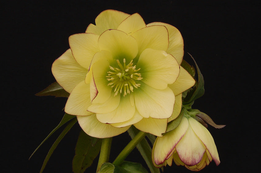 Double helleborus 'Golden Lotus'