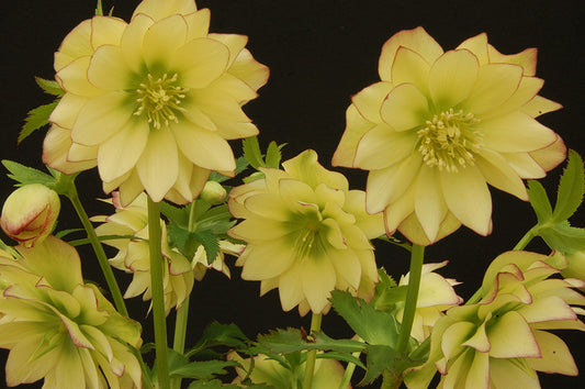 Double helleborus 'Golden Lotus'