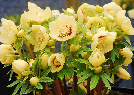 Helleborus Winter Jewels 'Golden Sunrise'