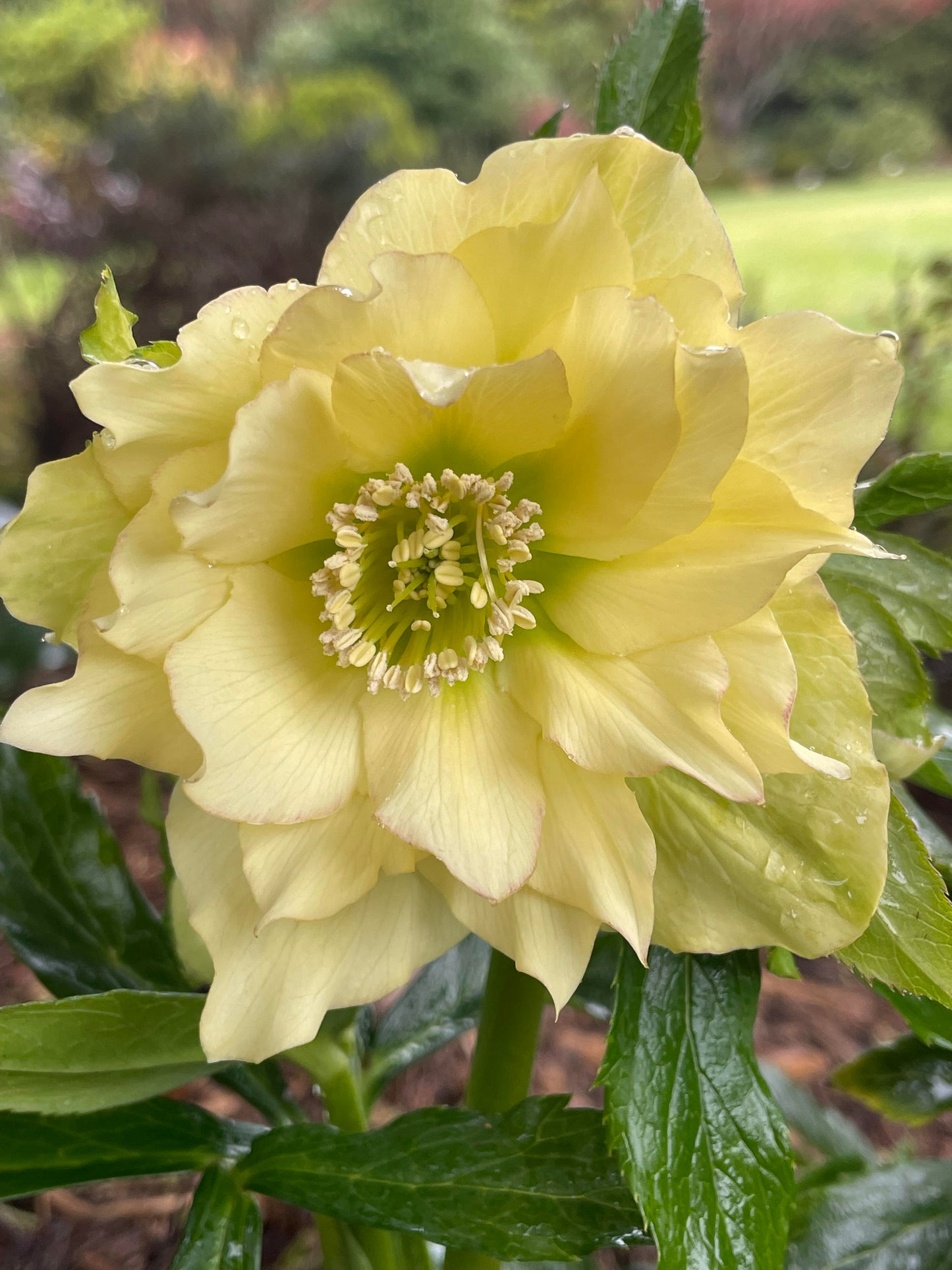 Double helleborus 'Golden Lotus'