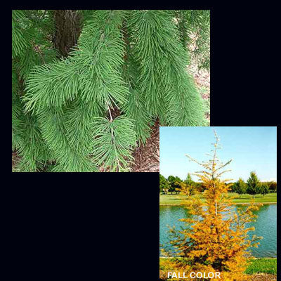 Golden Larch - Pseudolarix amabilis