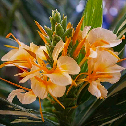 Hedychium 'Tahitian Flame'