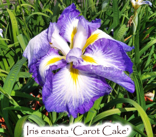 Iris ensata 'Carrot Cake'