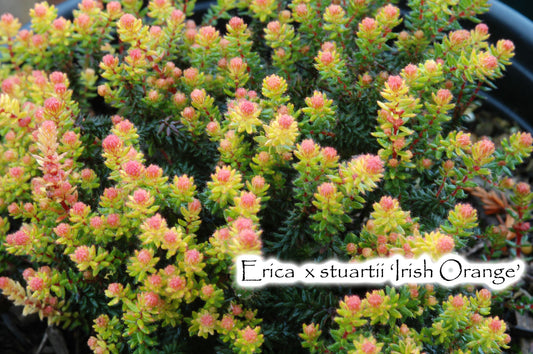Irish Orange